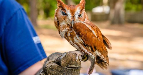 A close-up of a reddish-brown owl perched on a person's gloved hand, surrounded by a natural outdoor setting.