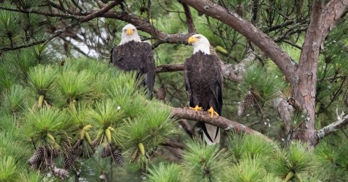 Two bald eagles perched on a tree branch surrounded by green pine needles.