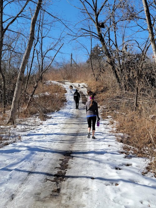 Two people walking on a snowy path surrounded by trees, with a dog ahead on a sunny day.