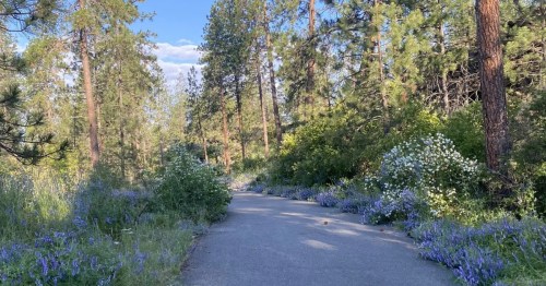 A wide and paved trail winds through a pine tree forest with purple wildflowers covering the ground.