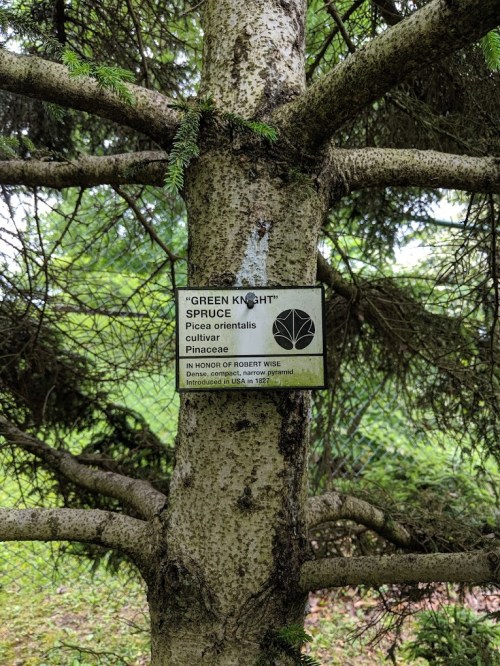 A close-up of a tree trunk with a plaque labeled "Green Knight" Spruce, surrounded by green foliage.