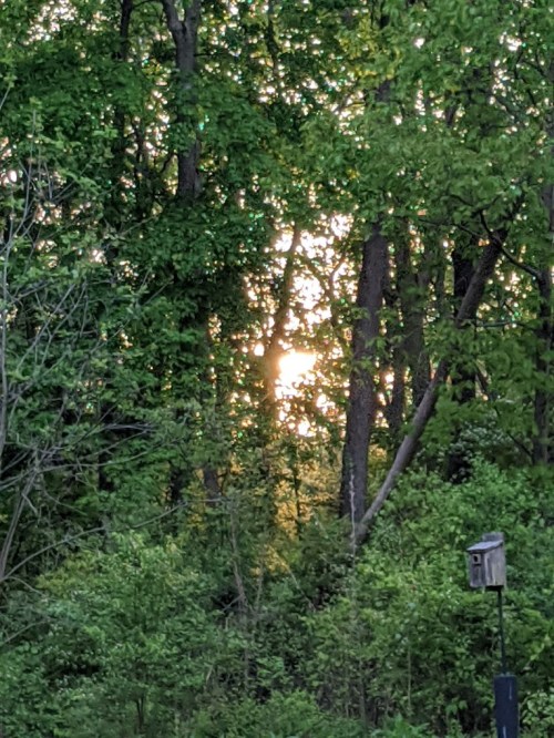 Sunlight filters through dense green trees, creating a serene and tranquil forest scene.