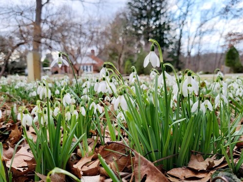 A field of snowdrop flowers blooming among fallen leaves, with a house and trees in the background.