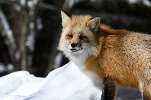 A red fox stands on a snowy landscape, showcasing its bushy tail and vibrant fur against a winter backdrop.