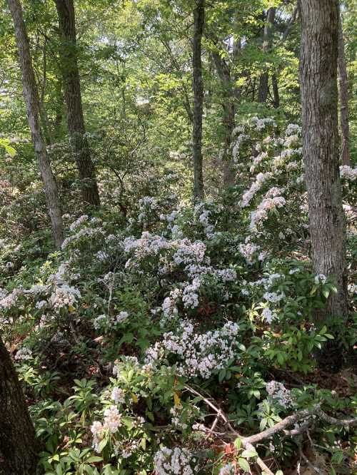 A lush forest scene with blooming white flowers among green foliage and trees.