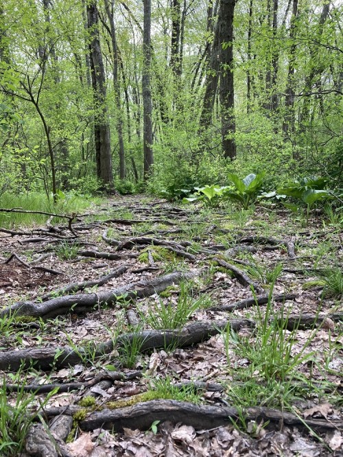 A forest path covered with tree roots, surrounded by lush green foliage and undergrowth.