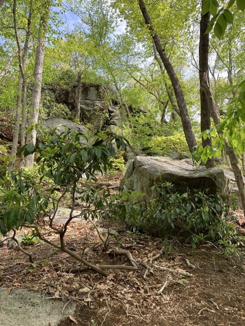 A serene forest scene featuring large rocks, lush greenery, and trees under a partly cloudy sky.