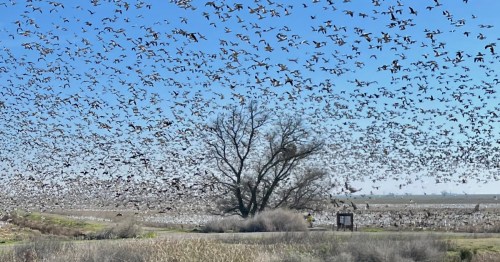 A large flock of birds fills the sky above a landscape with a tree and open fields under a clear blue sky.