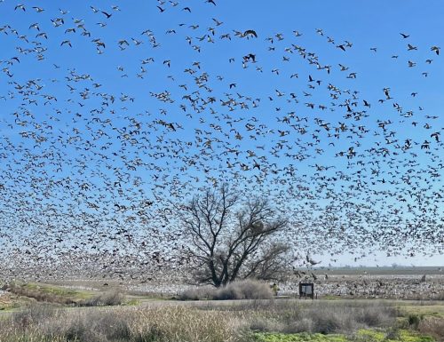 A vast flock of birds fills the sky above a landscape with a tree and wetlands under a clear blue sky.