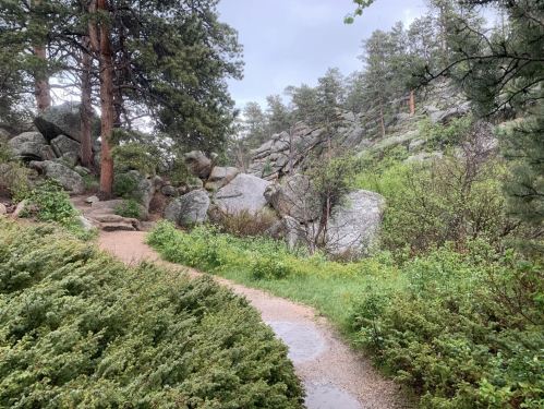A winding path through lush greenery and large rocks in a forested area, with trees in the background.