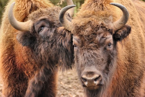 Two bison with thick fur and curved horns stand close together, showcasing their expressive eyes and strong features.