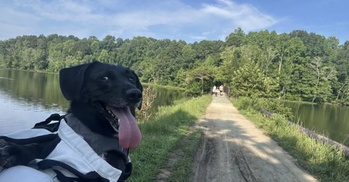 A dog smiles on a hiking trail in North Carolina.