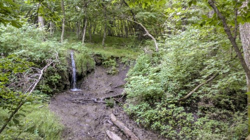 A serene forest scene featuring a small waterfall cascading down a mossy slope, surrounded by lush greenery.