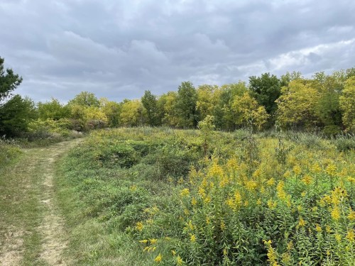 A winding path through a lush, green landscape with yellow flowers and trees under a cloudy sky.