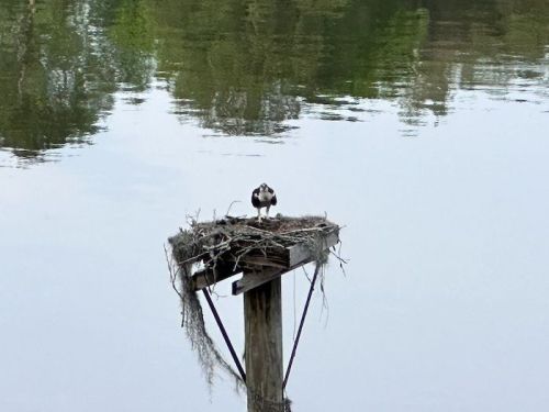 An osprey stands on a nest atop a wooden post, surrounded by calm water and reflections of trees.