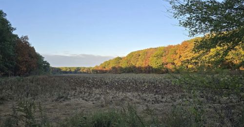 A fall scene in a forest.