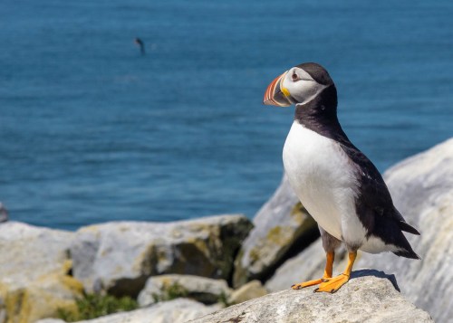 A puffin stands on a rocky shore, facing the ocean with a colorful beak and bright orange feet.