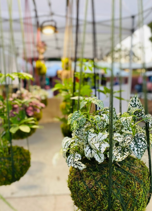 Hanging planters with lush green plants and decorative moss, set in a vibrant market atmosphere.