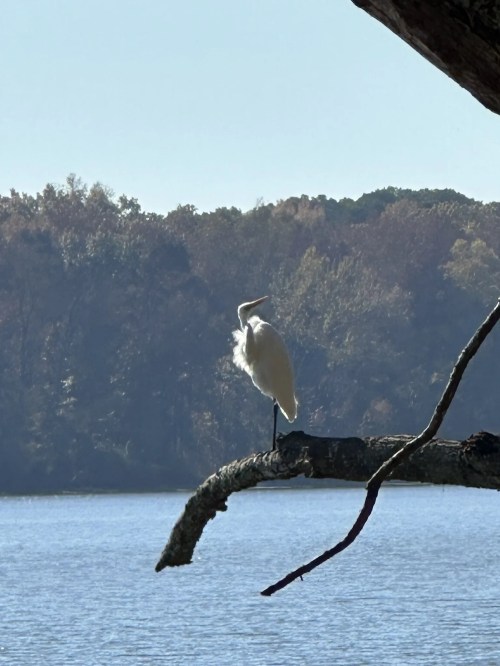 A white heron stands on a branch over a calm lake, surrounded by autumn-colored trees in the background.