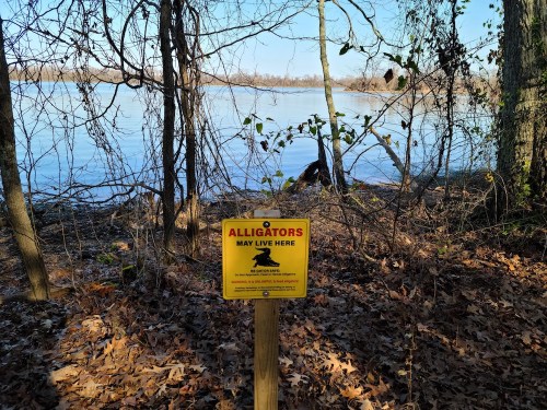 A warning sign about alligators near a calm lake, surrounded by trees and fallen leaves.