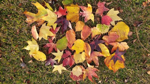 A colorful arrangement of autumn leaves in shades of yellow, red, and orange on green grass.
