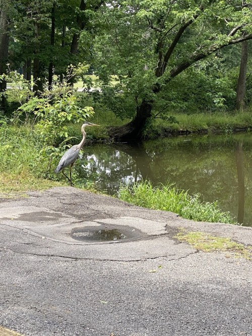 A heron stands by a pond, surrounded by greenery and trees, with a patch of asphalt in the foreground.
