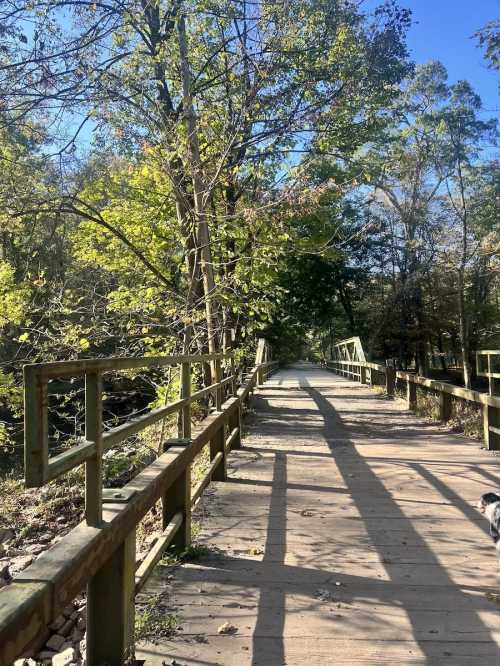 A wooden bridge surrounded by trees, with sunlight casting shadows on the path. A small dog is visible in the foreground.