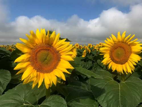 Two vibrant sunflowers in a field, with a backdrop of blue sky and fluffy clouds.