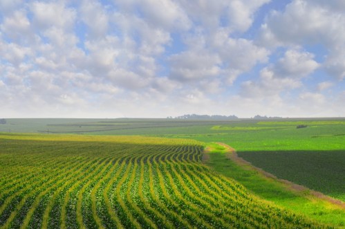 Lush green fields with rows of crops under a partly cloudy sky, showcasing a vibrant agricultural landscape.