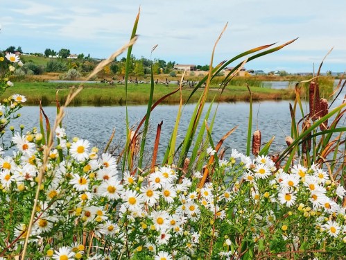 A serene landscape featuring wildflowers in the foreground, a calm lake, and greenery in the background under a cloudy sky.