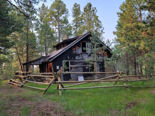 An old, weathered cabin surrounded by tall pine trees and a wooden fence in a forested area.