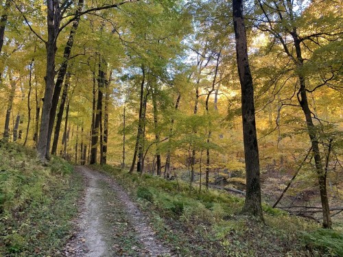 A winding dirt path through a forest with vibrant yellow and green autumn leaves on the trees.