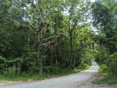 A gravel road surrounded by trees adorned with hanging shoes, creating a unique and whimsical scene.