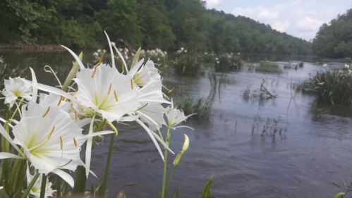 White flowers bloom near a calm river, surrounded by lush greenery and trees under a partly cloudy sky.