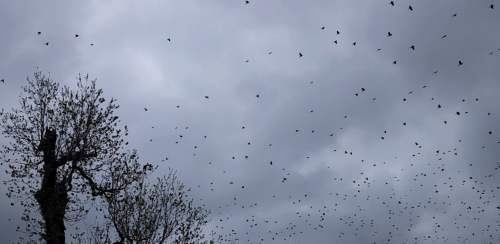 A cloudy sky filled with numerous birds flying around a bare tree.
