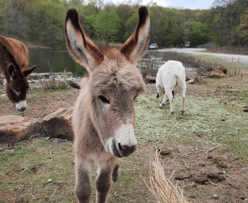 A close-up of a brown donkey with large ears, grazing near a lake, with another donkey in the background.