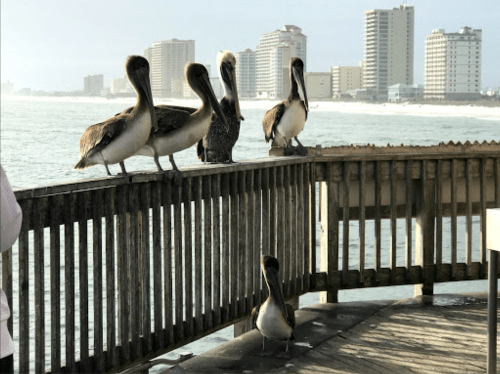 Five pelicans perched on a wooden railing overlooking the ocean, with buildings in the background.