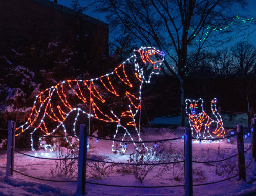 Two illuminated tiger sculptures made of lights, one large and one small, set against a snowy evening backdrop.
