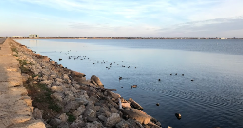 A calm lake scene with ducks swimming and a rocky shoreline under a clear sky.