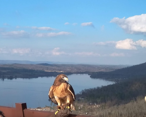 A hawk perched on a railing overlooking a lake and mountains under a blue sky with scattered clouds.