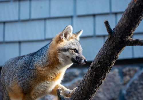 A close-up of a gray fox climbing a tree branch, with a textured background of wooden shingles.