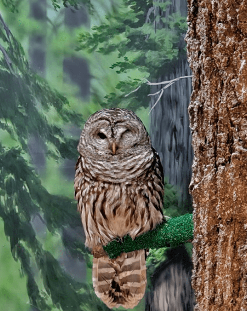 A wise owl perched on a branch, surrounded by a lush forest backdrop, with one eye closed.