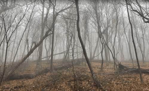 A foggy forest scene with bare trees and fallen branches on the ground, creating a mysterious atmosphere.