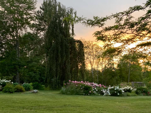A serene garden at sunset, featuring lush greenery and blooming flowers under a colorful sky.