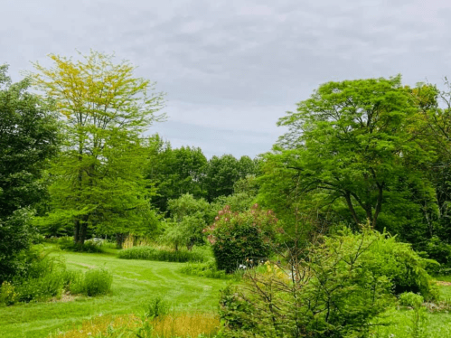 Lush green landscape with trees and shrubs under a cloudy sky, creating a serene natural setting.