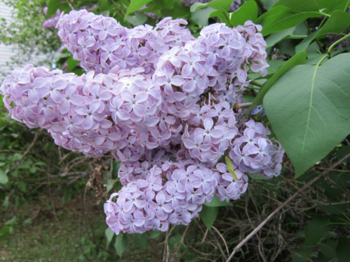 A cluster of light purple lilac flowers surrounded by green leaves.
