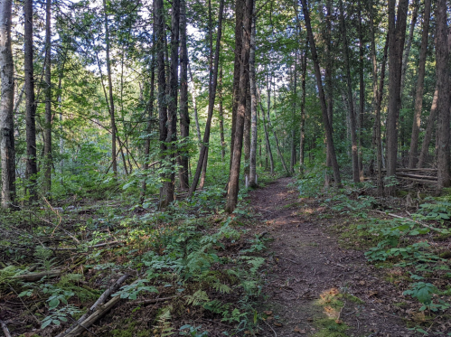A serene forest path surrounded by tall trees and lush greenery, inviting exploration and tranquility.
