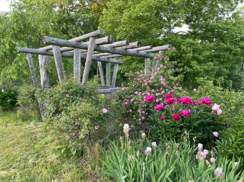A rustic wooden structure surrounded by vibrant flowers, including pink peonies and roses, in a lush green garden.