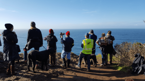 A group of people and dogs stand on a cliff, gazing out at the ocean under a clear blue sky.