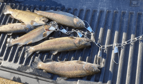 A group of rainbow trout caught and displayed on a textured surface, connected by a metal chain.